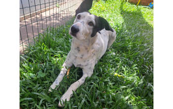 Cachorro sem raça definida, pelagem curta, na cor branca com pintas pretas e com orelhas pretas, semelhante a um Dálmata, de porte médio, com 4 anos de idade, dócil, mas não pode conviver com outros animais. 