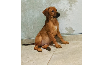 Cachorrinha SRD, de 3 a 4 meses de idade, caramelo e muito fofinha