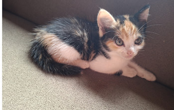 Gatinha tricolor, de 3 meses de idade, dócil e calma