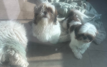 Cachorrinha da raça Shih TZu, 6 meses de idade, branco com manchinhas em caramelo, porte pequeno, dócil e brincalhona