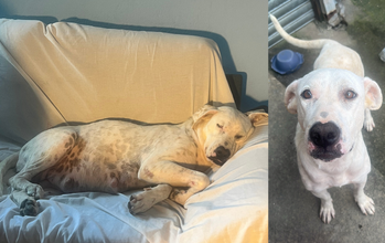 cadela, grande porte, 6 anos, pelagem toda branca com manchinhas na pela da barriga. Muito linda.