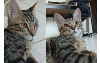 gatinho, pelagem tigrada, olhos cor de mel. Muito lindo.