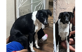 cachorro, porte grande, pelagem curta, preta com manchas brancas nas patas dianteiras e peitoral. Muito lindo.