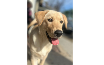 Cachorro de porte médio, labrador, de 6 meses de idade e muito dócil