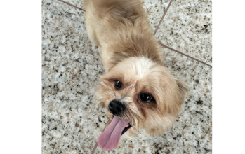 Lucky Cachorrinho da raça Shih Tzu, bege dourado, 6 meses de idade, Bom vigilante, late muito aos estranhos, mas dócil com família e lindinho