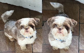 Luke cachorrinho, porte pequeno, raça shih tzu, pelagem curta, branco com marrom. Muito fofinho.