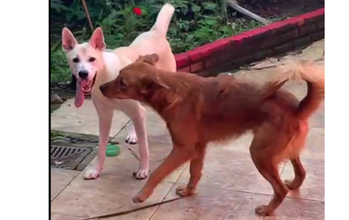 Luki Cachorro jovem, de pelo curto e branco, Husky Siberian e muito dócil
