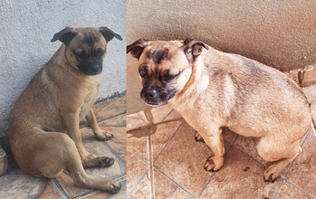 cachorrinha, porte pequeno, pelagem curta, caramelo com rajados pretos. Muito fofa.