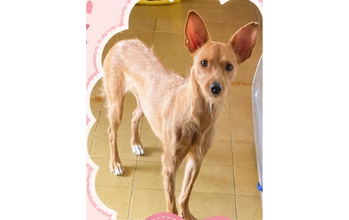 Lully cachorrinha, jovem, pequeno porte, pelagem curta tipo fiapo de manga, caramelo. Muito linda.