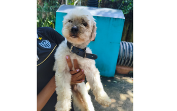 Lulpy Cachorrinho da raça Shih Tzu, branquinha, 7 anos de idade, é super dócil se dar bem com criança e lindinho