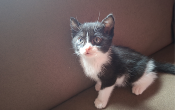 Lulu Gatinho SRD, 3 meses de idade, tipo frajola, branco com manchas pretas, olhos claros, muito agitado e lindinho