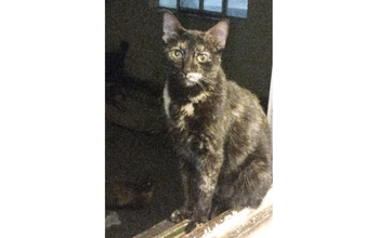 Lulu gatinha, filhote, pelagem escaminha, olhos verdes. Muito linda.