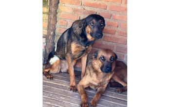 Luma e Magrela cadelas, jovens, pelagem curta, marrom com preto. Em uma delas predomina pelos pretos e tem uma mancha branca e na outra predomina pelos marrons. Muito lindas.