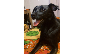 Luma Cachorrinha SRD, pretinha de pelo curto, 1 ano e meio de idade, dócil, mansa e amorosa