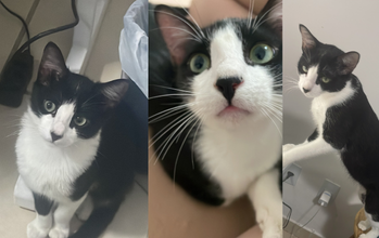 Lumi gatinho, filhote, pelagem preta com manchas brancas no focinho, pescoço, peitoral e patinhas. Muito fofinho.