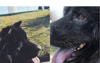 Luna cadela, raça Chow chow, pelagem longa e toda preta, olhos marrons. Muito linda.