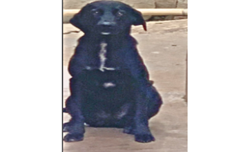 Luna Cadela sem raça definida, jovem, pelagem curta e na cor preta com uma mancha branca no pescocço até o peito.