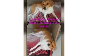 Luna Cachorrinha de 1 ano e 7 meses de idade, branca com manchas em caramelo, peludinha, porte médio, muito lindinha e sapequinha