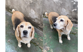 Luna Cachorrinha, beagle, 11 anos, dócil, vacinada, de cor preta, branca e bege.