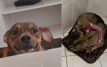 Luna cadela, 5 anos, porte médio, pelagem curta, de cor marrom claro com preto. Muito lindinha