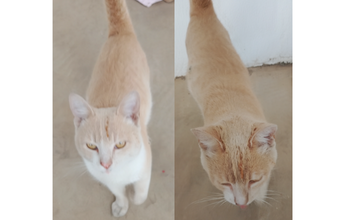 gatinho, jovem, pelagem amarela e branca. Muito lindo.