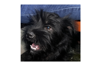 Macho (sem nome) Cachorro, muito peludinho, bem cuidado, alegre e pretinho, sem raça definida e com 2 anos de idade