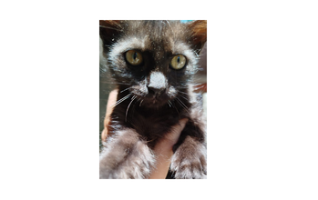 Filhote (sem nome) Gatinho SRD, preto, de 4 meses de idade, muito lindo e dócil