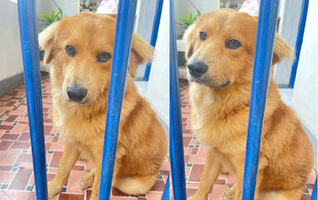 cachorro, adulto, pelagem média, caramelo dourado, olhos castanhos. Muito lindo.