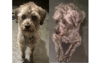cachorrinho, adulto, porte pequeno, pelagem média, cor cinza. Muito fofo.