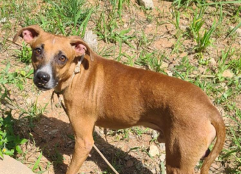 Bob Cachorrinho SRD, idoso, caramelo, porte médio e cheio de amor e dócil