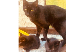 Mãezinha Gatinha SRD, pretinha, 1 ano de idade, espertinha, olhos cor de mel, e lindinha