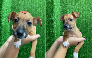Magali Cachorrinha SRD, de 2 meses e 2 dias de vida, caramela, muito dócil e lindinha