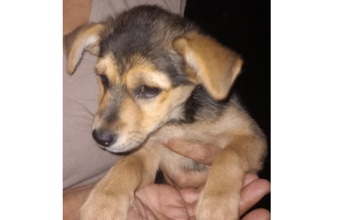Magda cachorrinha, 3 meses, pelagem preta com marrom, dócil e muito lindinha