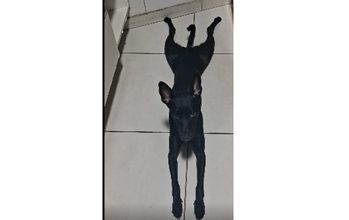 Maggie Cachorrinha SRD, pretinha e de pelo curto. Adotei ela ao nascer, veio de uma ninhada de sete filhotes, hoje esta com 9 meses, está comigo desde os primeiros dias de vida, é dócil, carinhosa, gosta de correr pular e adora carinho na barriga, gosta de criança, adotei para minhas duas meninas, morava em uma casa, tinha espaço, mudei para um apartamento, não se adaptou bem, e precisa de espaço.