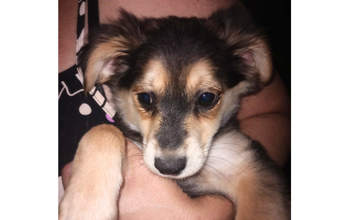 Magnólia cachorrinha, fêmea, 3 meses, dócil, pelagem preta, marrom e branca, muito lindinha