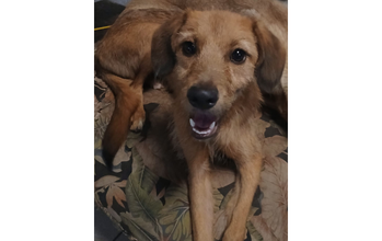 Maia Cachorrinha SRD, caramelo, peludinha, 10 meses de idade, filhote de Bruno e Safira, muito lindinha e sapeca.