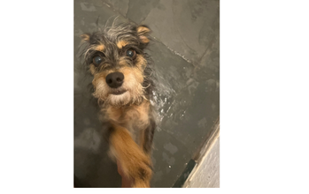 Cachorrinho SRD, muito semelhante ao Yorkshire, 7 anos de idade, peludinho na cor caramelo mescaldo com preto e cinza, porte pequeno, estranha desconhecidos inicialmente, mas depois se adapta rápido, lindinho e dócil.