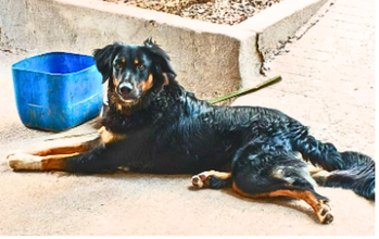 Maik Cachorro de 1 ano e 2 meses de idade, pelagem longa na cor preta com extremidades em caramelo, mistura de Border Collie com Labrador, muito agitado e lindo