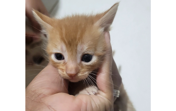 Filhote (sem nome) gatinho, filhote, pelagem laranjinha. Muito fofinho.