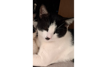 gatinho, pelagem branca com manchas pretas na cabeça e olhos e uma mancha preta única nofocinho. Muito lindinho.