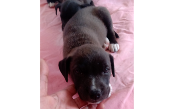 Manuela 2 cachorrinha, filhote, 2 meses, pelo curto, cor marrom escuro com manchas brancas nas patinhas