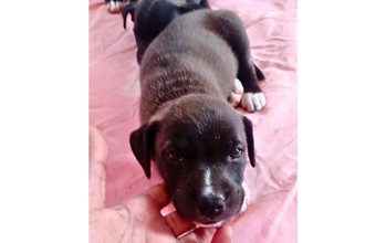 Manuela cachorrinha, filhote, 2 meses, pelo curto, cor marrom escuro com manchas brancas nas patinhas