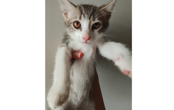 Maredite Gatinha de 2 meses de idade, SRD, cinza rajado com branco, muito lindinha, dócil e calma