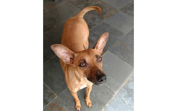 Margareth cachorrinha, pelagem caramelo, 2 anos e meio, muito dócil, médio porte.