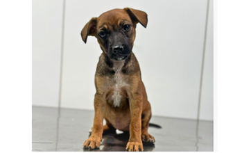 Margô Cachorrinha sem raça definida, pelagem curta, caramelo com focinho pretinho, de 3 meses de idade, muito linda e dócil