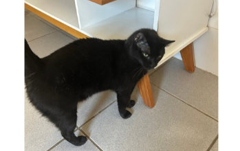 gatinho, pelagem toda preta, olhos verdes. Muito lindo.