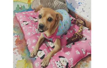 Maria Tripa Maria Tripa é uma cadelinha muito pequena, parece um pincher peludinho. É muito delicada, ideal para quem tem crianças pequenas ou idosos, pois é frágil, magrinha e boa pra ficar no colo. Pesa 3,9 kg. Uma ótima companhia para quem mora em apartamento. Gosta de subir no sofá, faz xixi no tapetinho higiênico, é calma e educada. Ela tem 5 anos de idade, tem pelagem curta e caramelo, muito lindinha