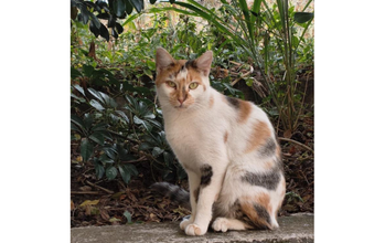 Marieta gatinha, adulta, pelagem tricolor, olhos verdes. Muito linda.
