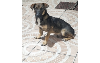 Marley Cachorrinho SRD, preto com bege, porte médio, amoroso, dócil e carinhoso