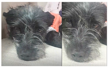 Marley cachorrinho, 4 meses, pequeno porte, pelagem média preta e branca, tipo estopinha. Muito lindinho